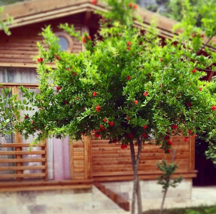 Sedir Palas Hotel Çıralı Exterior foto